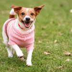 Pet Apparel &Ornaments