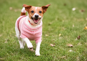 Pet Apparel &Ornaments