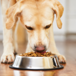 Pet Bowls & Feeders