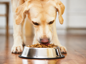 Pet Bowls & Feeders