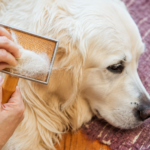 Pet Cleaning & Grooming Products