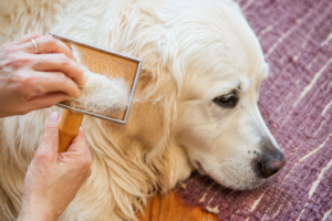 Pet Cleaning & Grooming Products