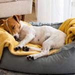 Pet Beds & Accessories