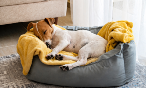 Pet Beds & Accessories