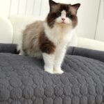 pet bed - Pet Beds & Accessories - China Pet Accessories Manufacturer | Dog Harness,Pet Leash,Dog Collar,Cat Collar,Do...