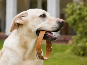 Pet Collars & Leashes